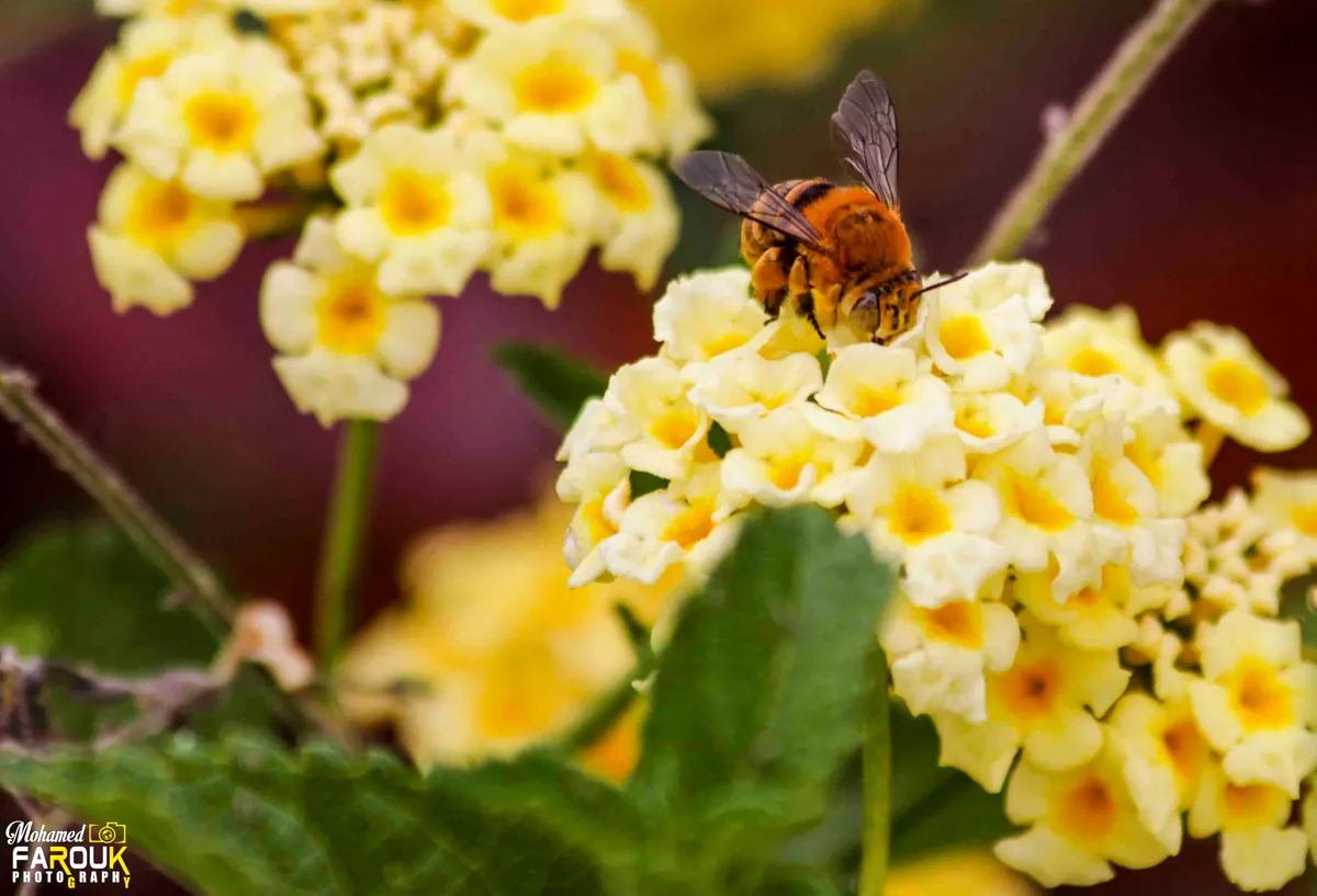 Bee visiting pale yellow flowers at Aswan Botanical Garden