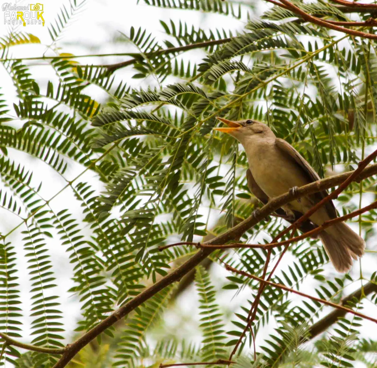 Small bird perched among leafy branches at Aswan Botanical Garden