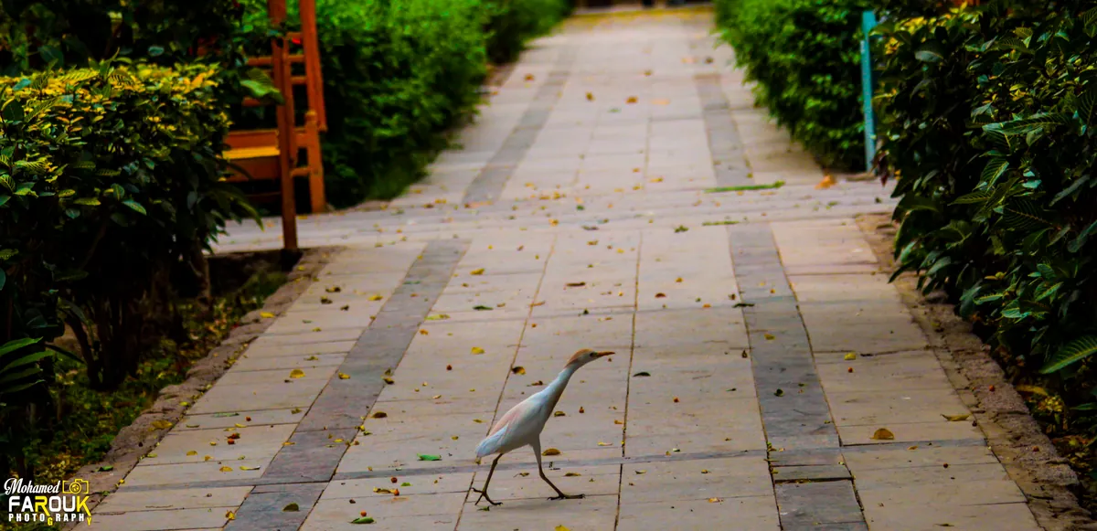 White bird walking across a shaded path at Aswan Botanical Garden