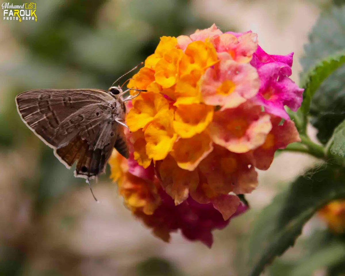 Butterfly resting on orange and pink flowers at Aswan Botanical Garden
