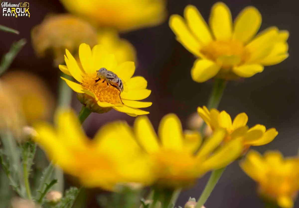 Small insect on a yellow flower at Aswan Botanical Garden