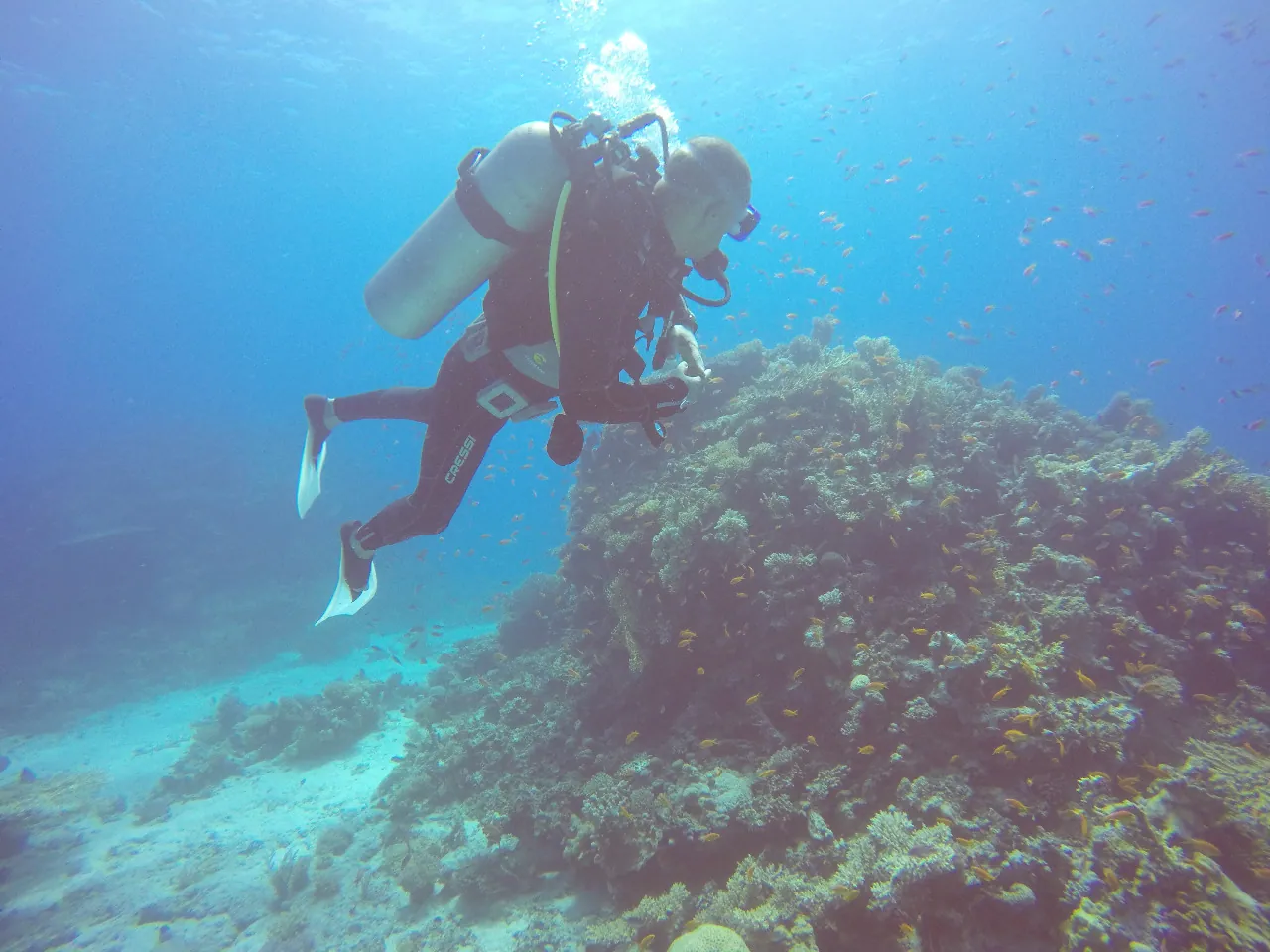 Scuba diver above a Red Sea coral reef near Marsa Alam
