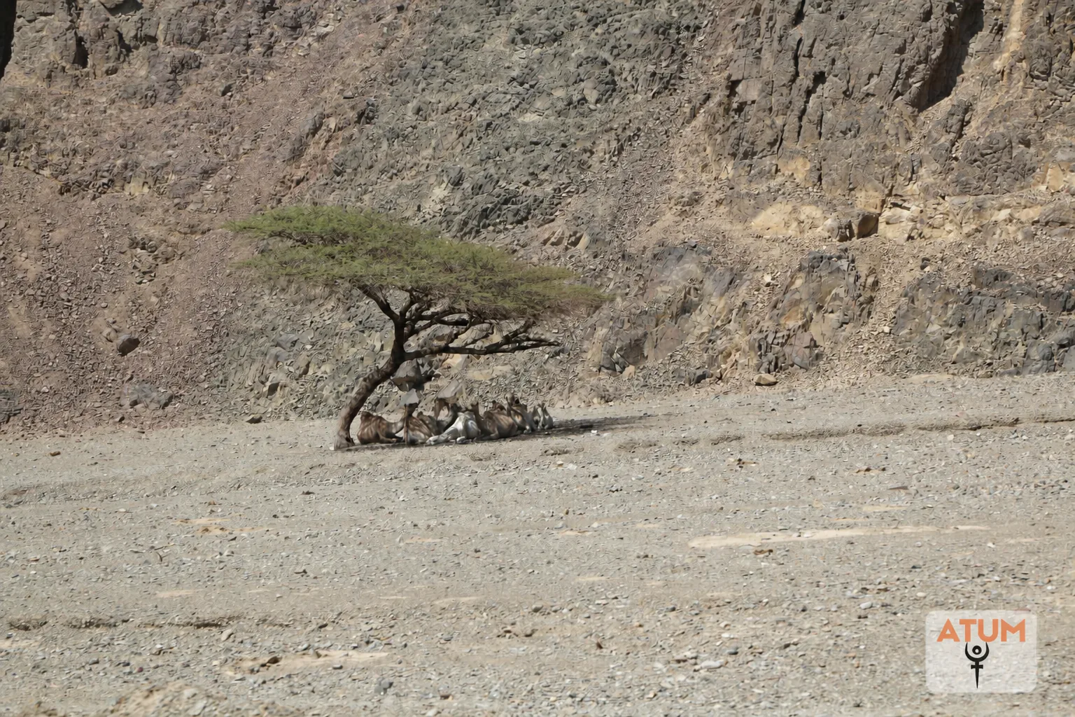 Acacia tree and desert wildlife in the Red Sea Mountains